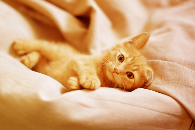 A fluffy orange kitten playfully lays on its back, paws in the air, on a wooden floor. Soft sunlight highlights its fur, creating a warm, cozy atmosphere.