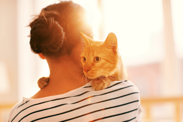A fluffy orange cat sleeps peacefully on its back in a soft, round pet bed. Sunlight casts a warm, gentle glow over the relaxed animal, creating a serene atmosphere.
